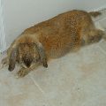 Rencontrer nounours25